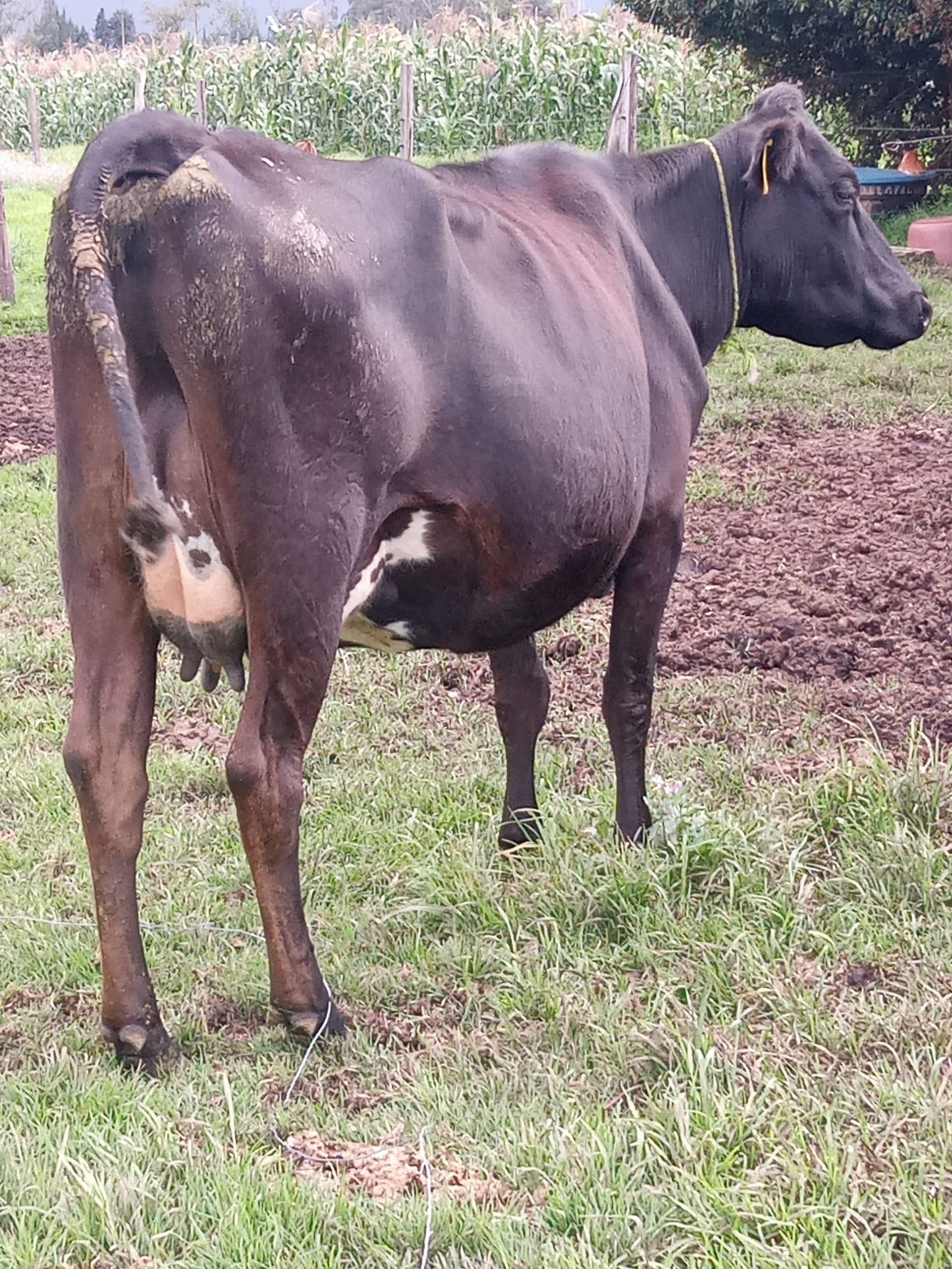 Vendo a buen precio vacas jerholst — 1