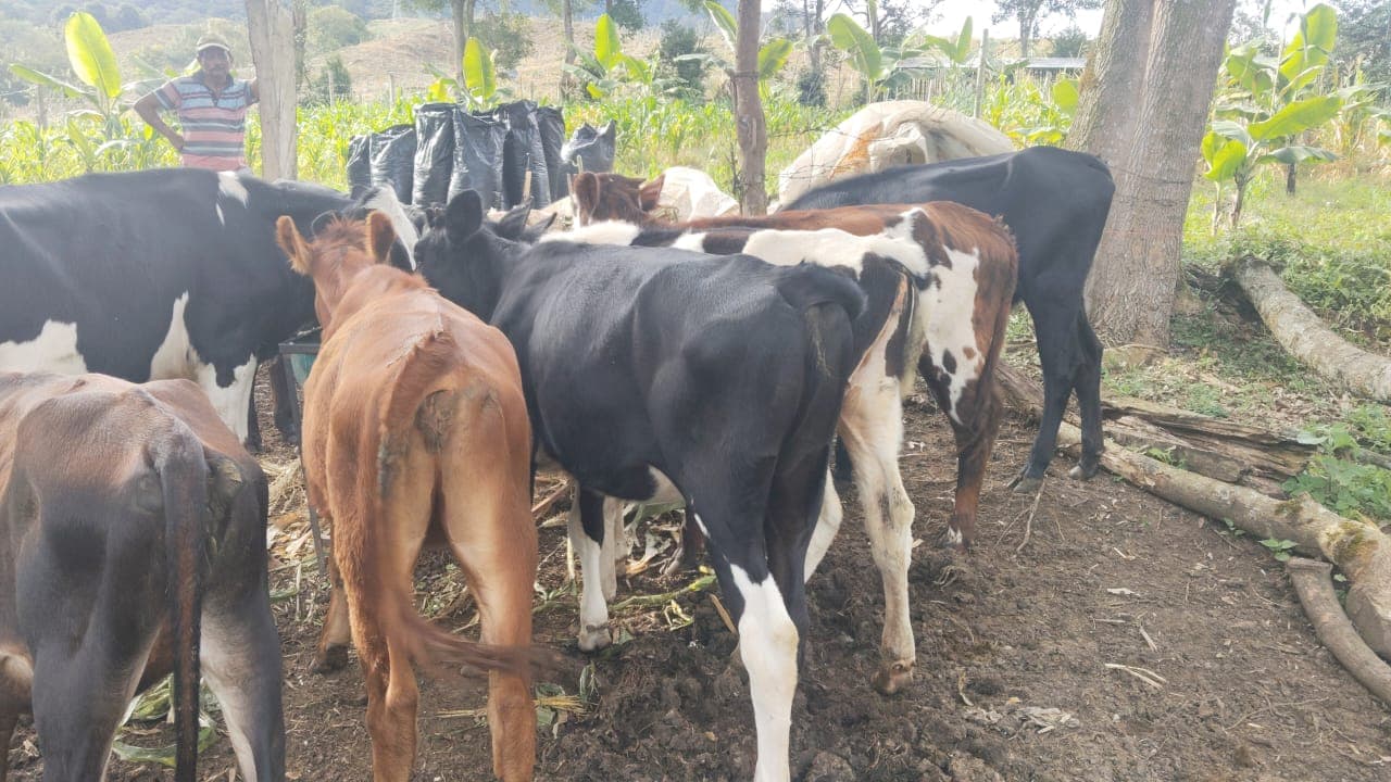Vendo lote lechero de 12 meses 7 hembras 1 macho F1 holstein – Fusagasuga — 1