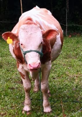 Ejemplar Simmental por Holstein — 1