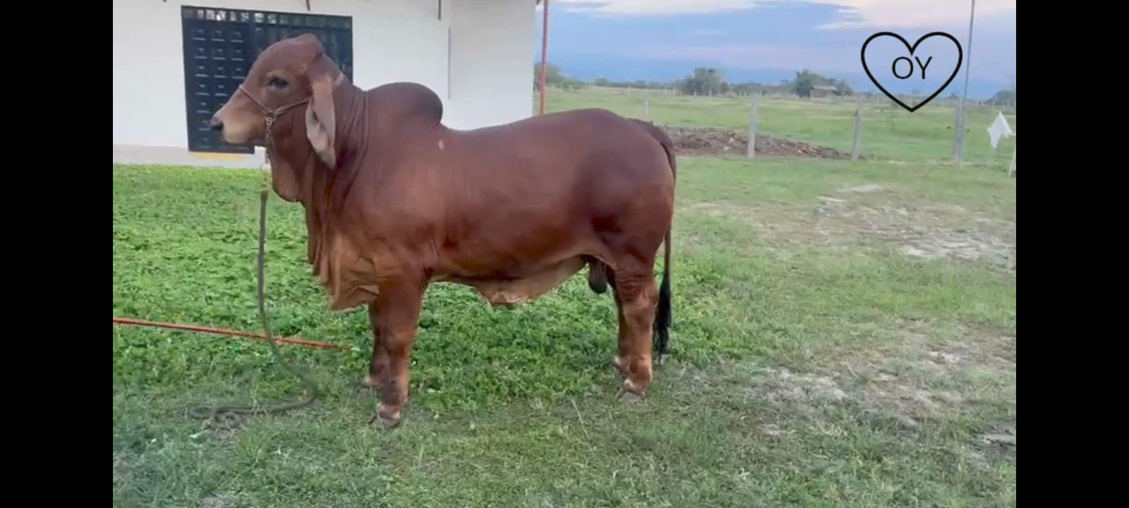 Torete Brahman Rojo Puro con Registro