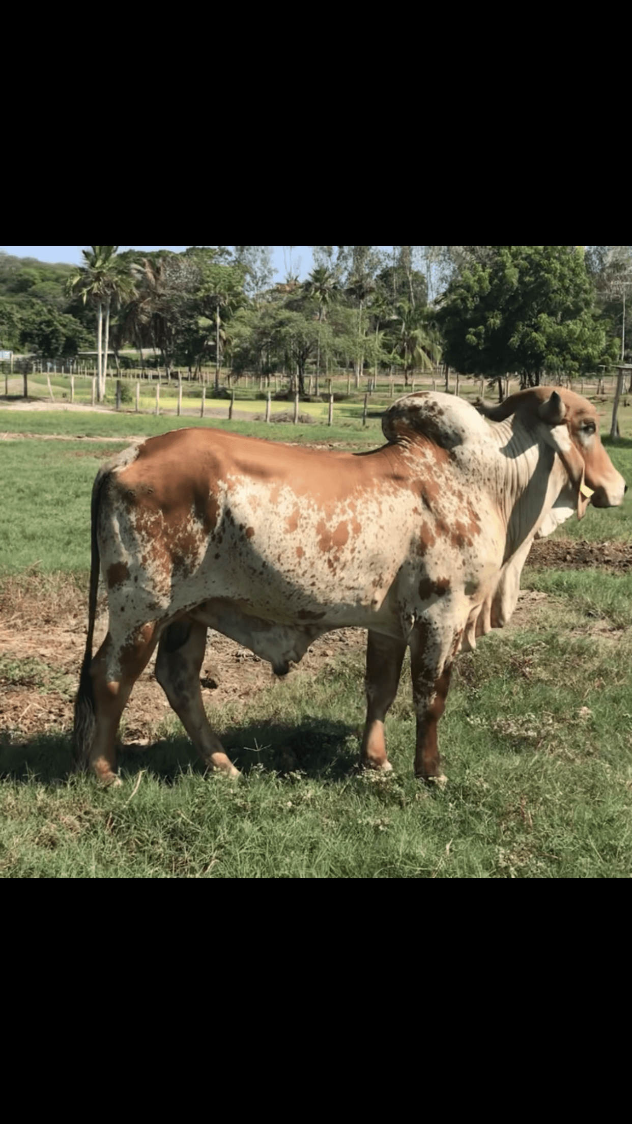venta de toro reproductor GYR doble propósito $4.500.000
