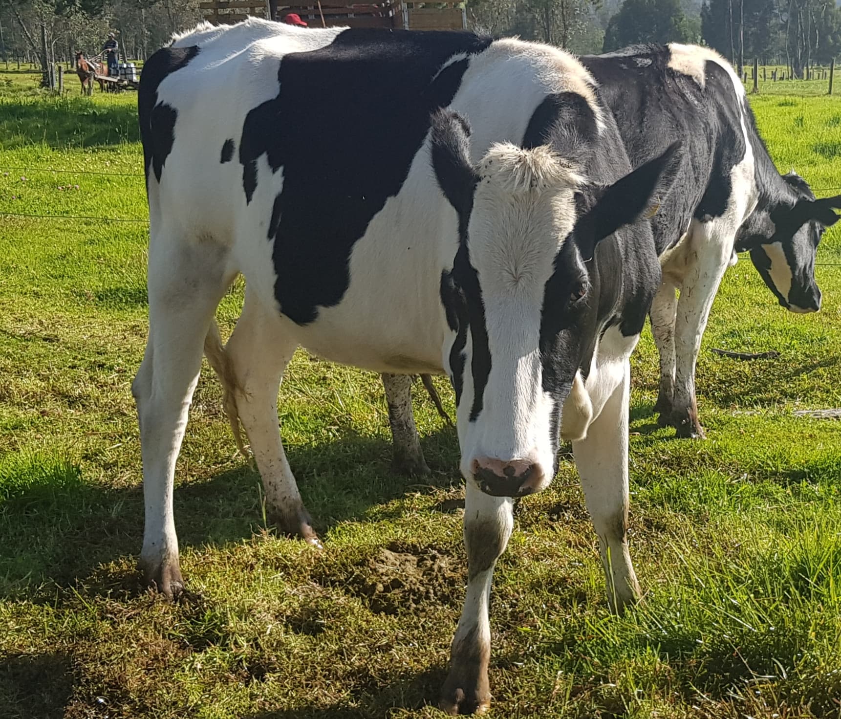 Novillas Holstein próximas — 1
