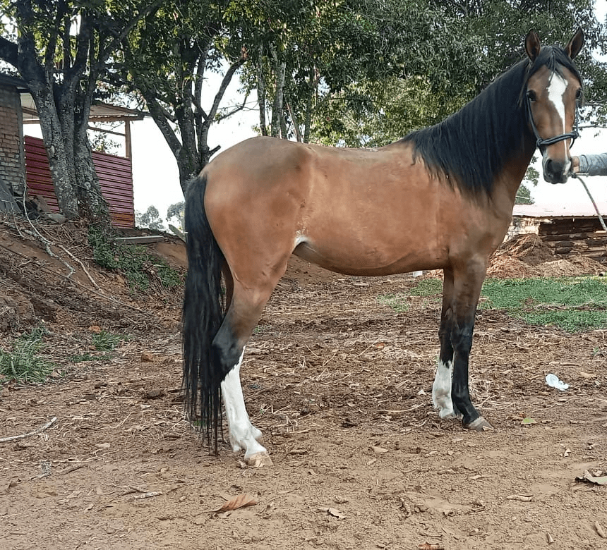 VENDO POTRANCA TROTONA – GALOPERA SIN REGISTRO inf. — 1