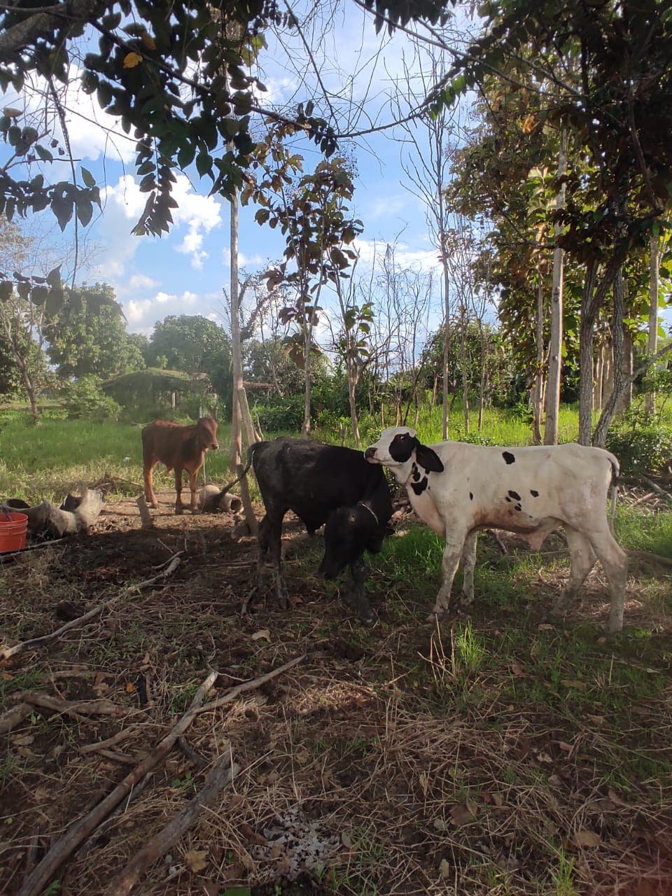 lote de 3 hermosos terneros