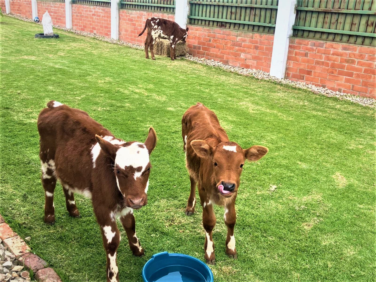 Venta Terneros de 5 meses — 1