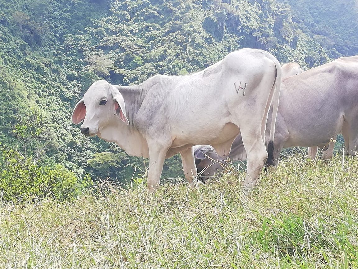 Lote de terneras — 1