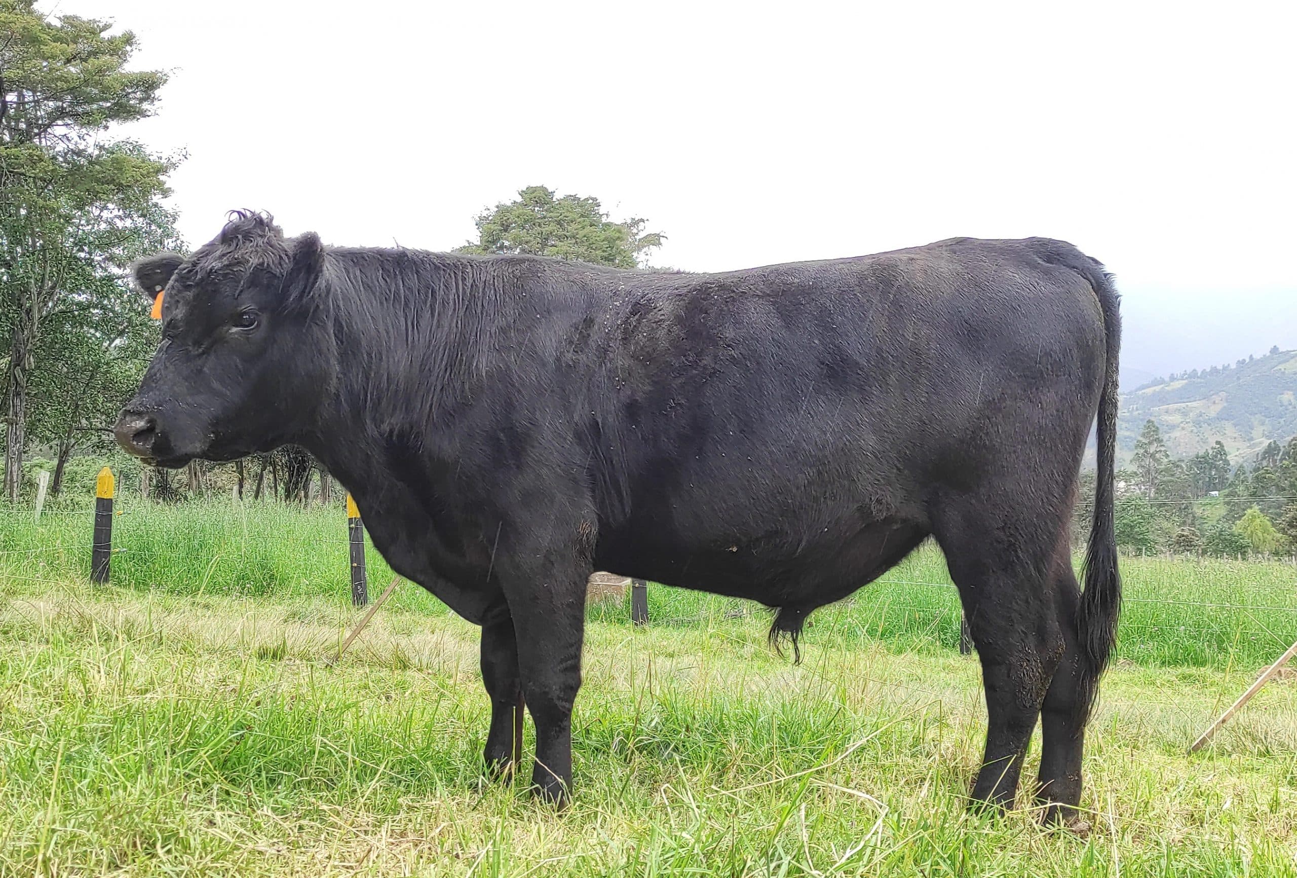 Macho Angus con registro