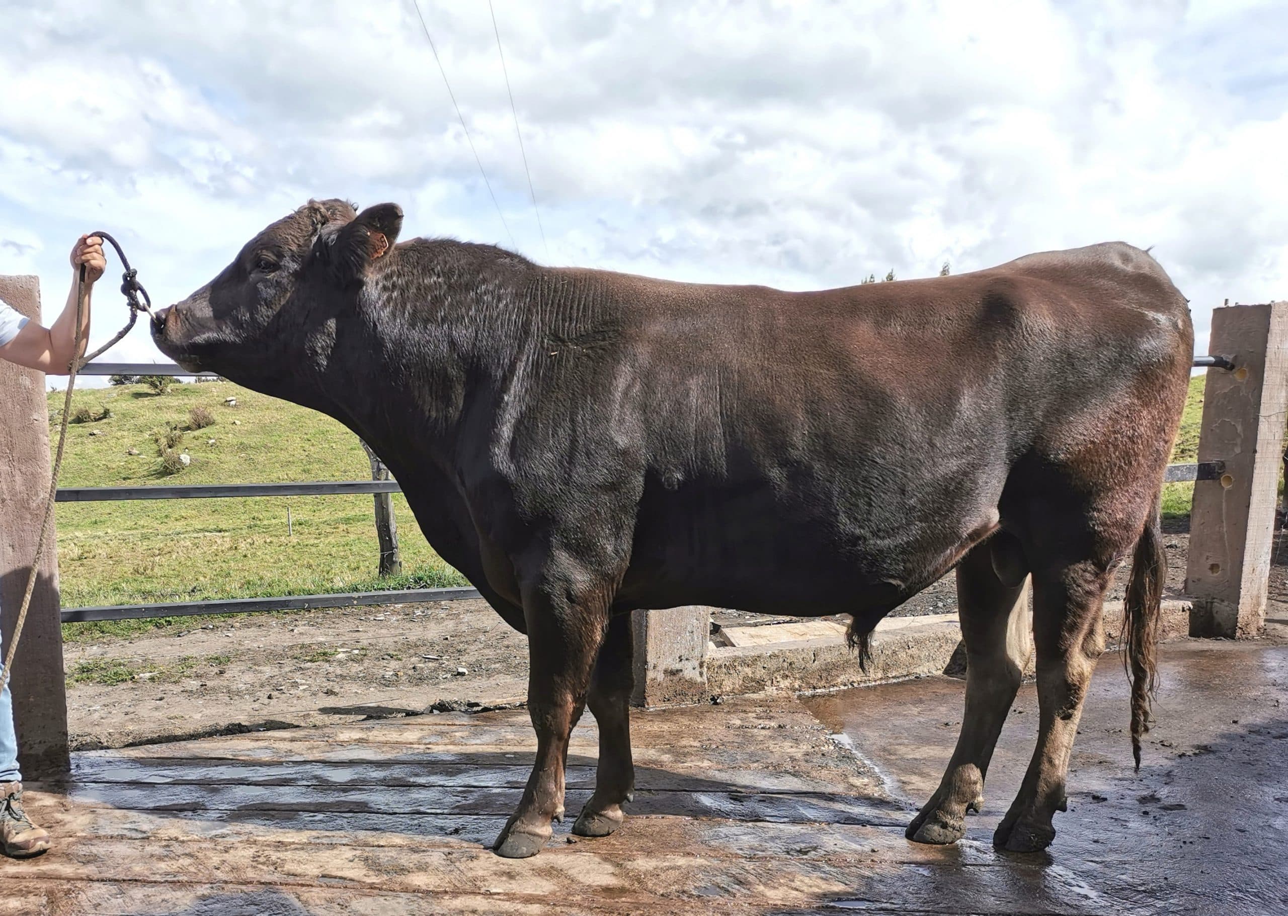 Toro Parhol