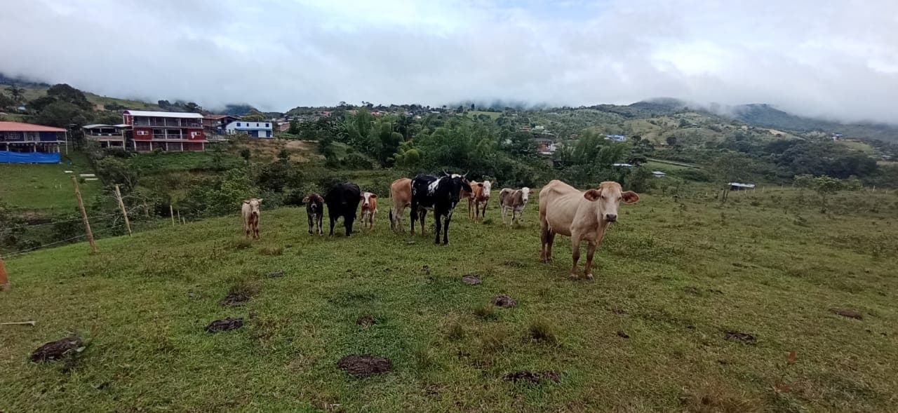 Venta de 4 vacas paridas — 1