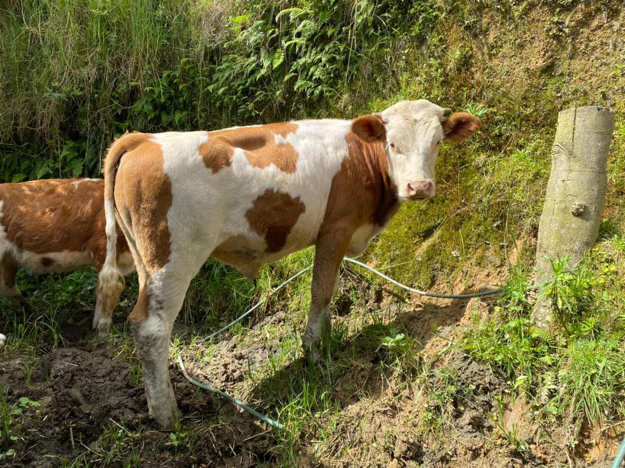 Ternero Simmental 9 meses