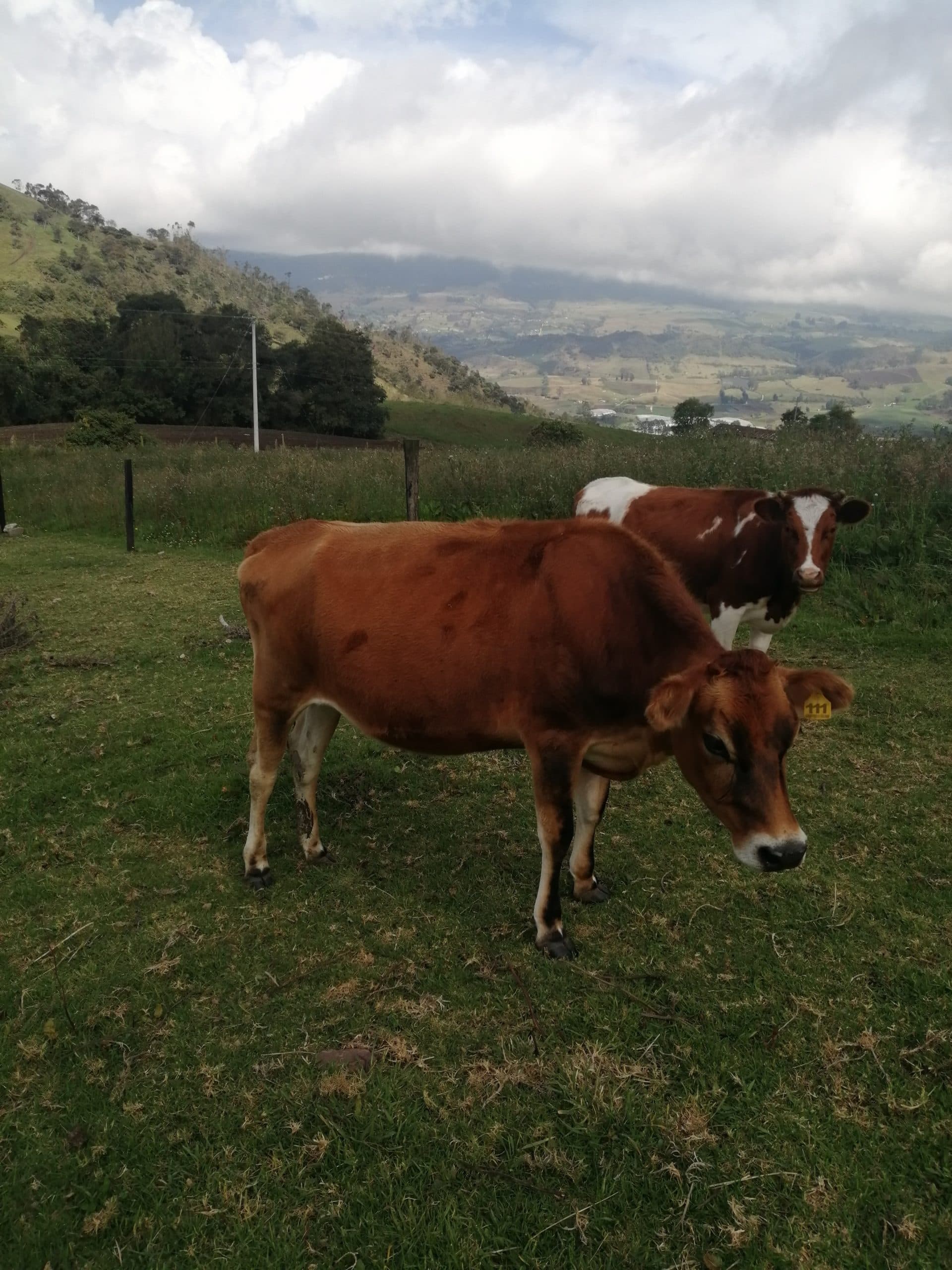 venta de novillas — 1