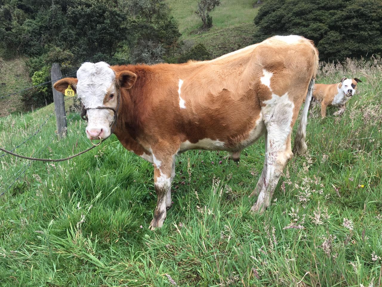 Ternero Simmental con registro — 1