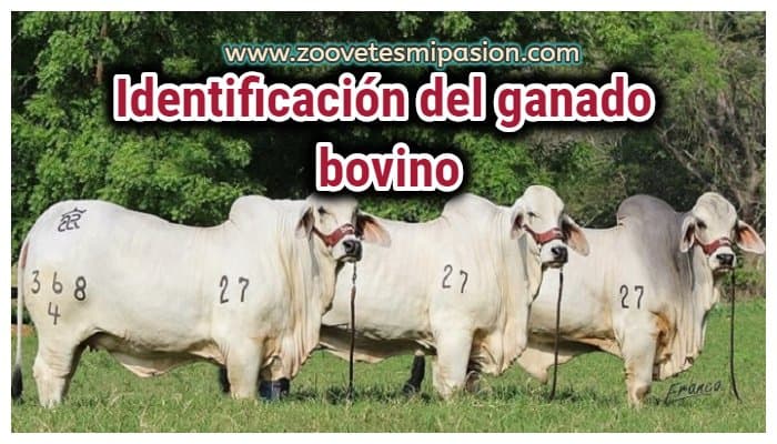 venta de 14 novillas. — 1