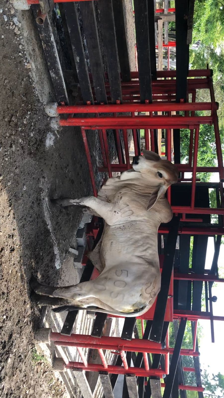 TORETE BRAHMAN BLANCO PURO CON REGISTRO
