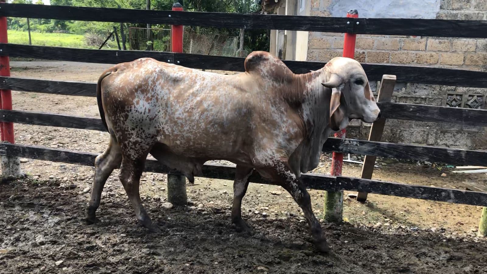 TORO JOVEN GYR CON EXCELENTE GENETICA PURO CON REGISTRO