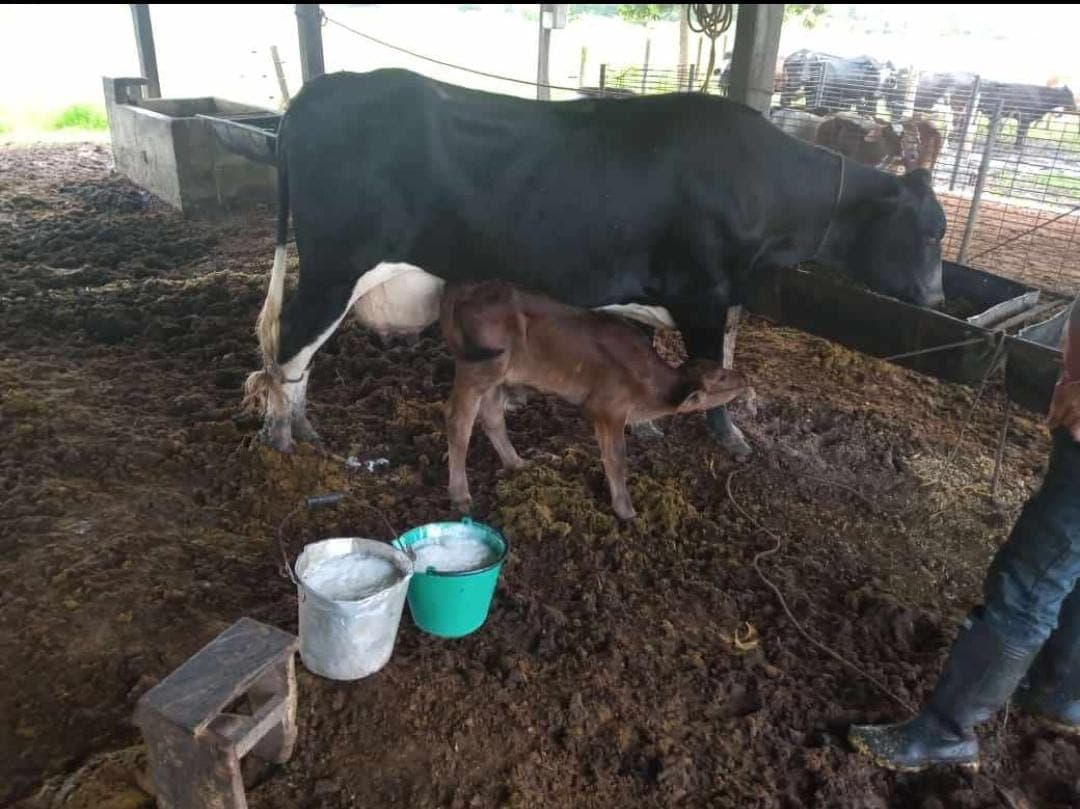 VENTA DE NOVILLAS TIPO LECHE, ENTRE 1,2 PARTO, RECIEN PARIDAS