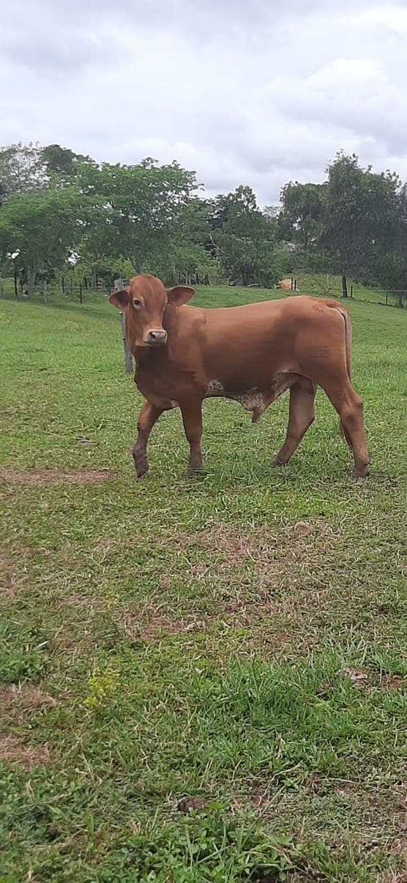 VENTA DE TORETES BEEF MASTER PUROS — 1