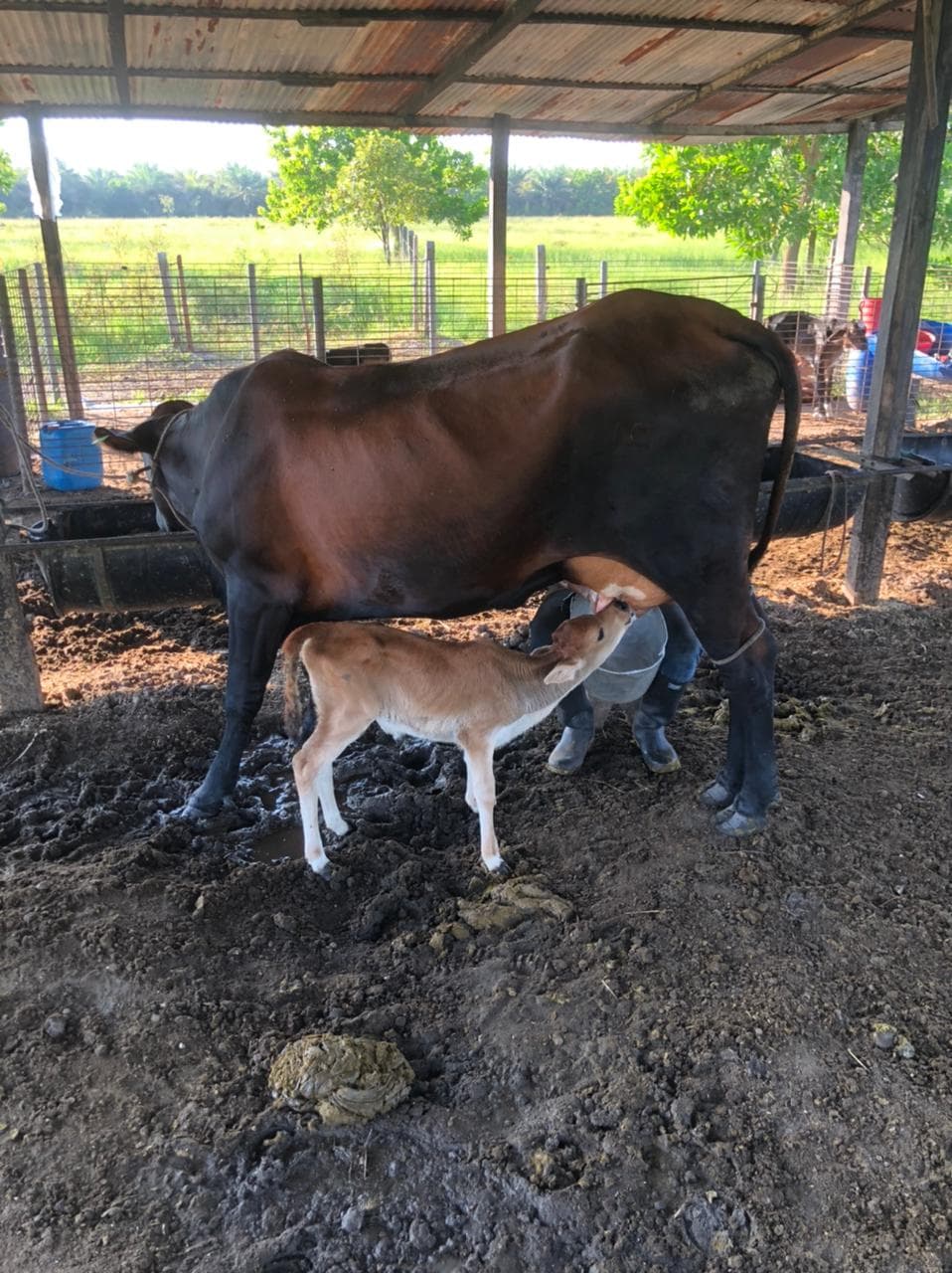 Vendo 30 Novillas En Producción Recién paridas De 12 a 15 litros (Jerseyxholstein-gyrolandas)