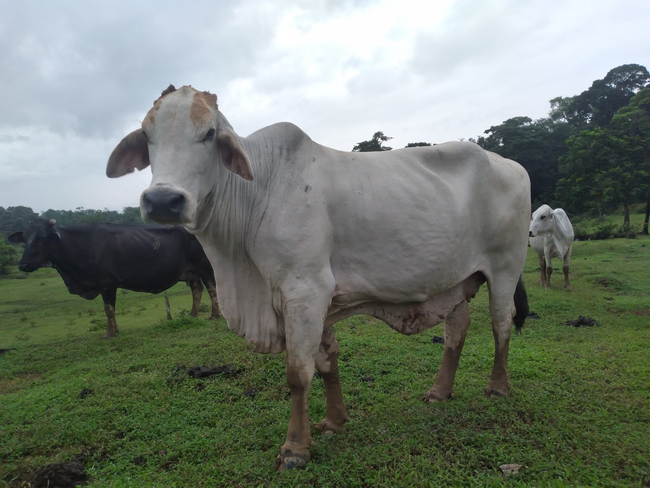 Vaca — 1