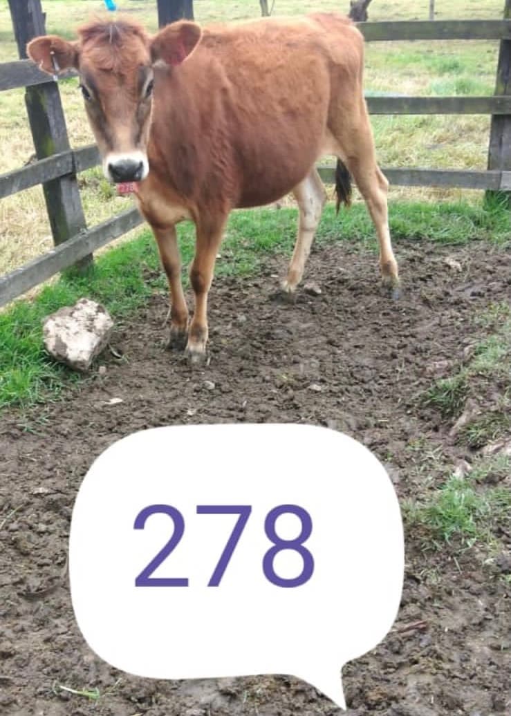 Terneras en venta lote 15 ejemplares — 1