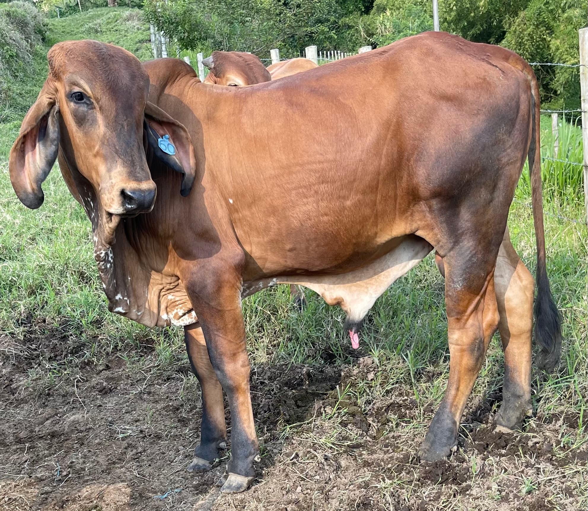 Toro Gyr rojo para la venta