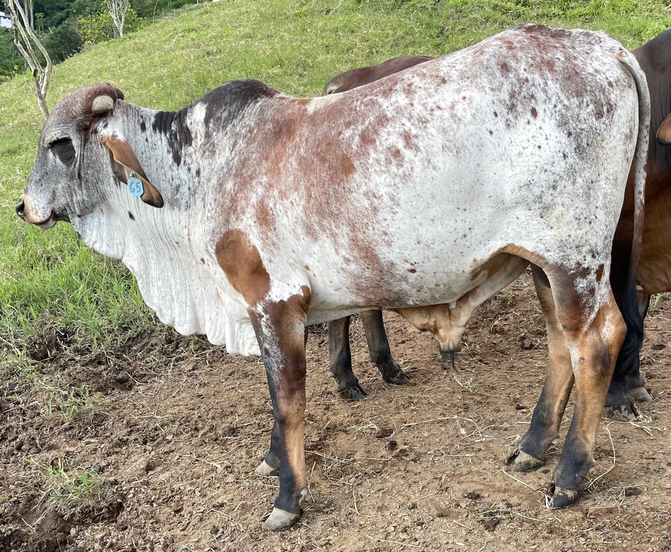 Toro Gyr 3/4 para la venta