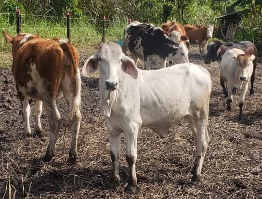 13 Terneros brahman pringados
