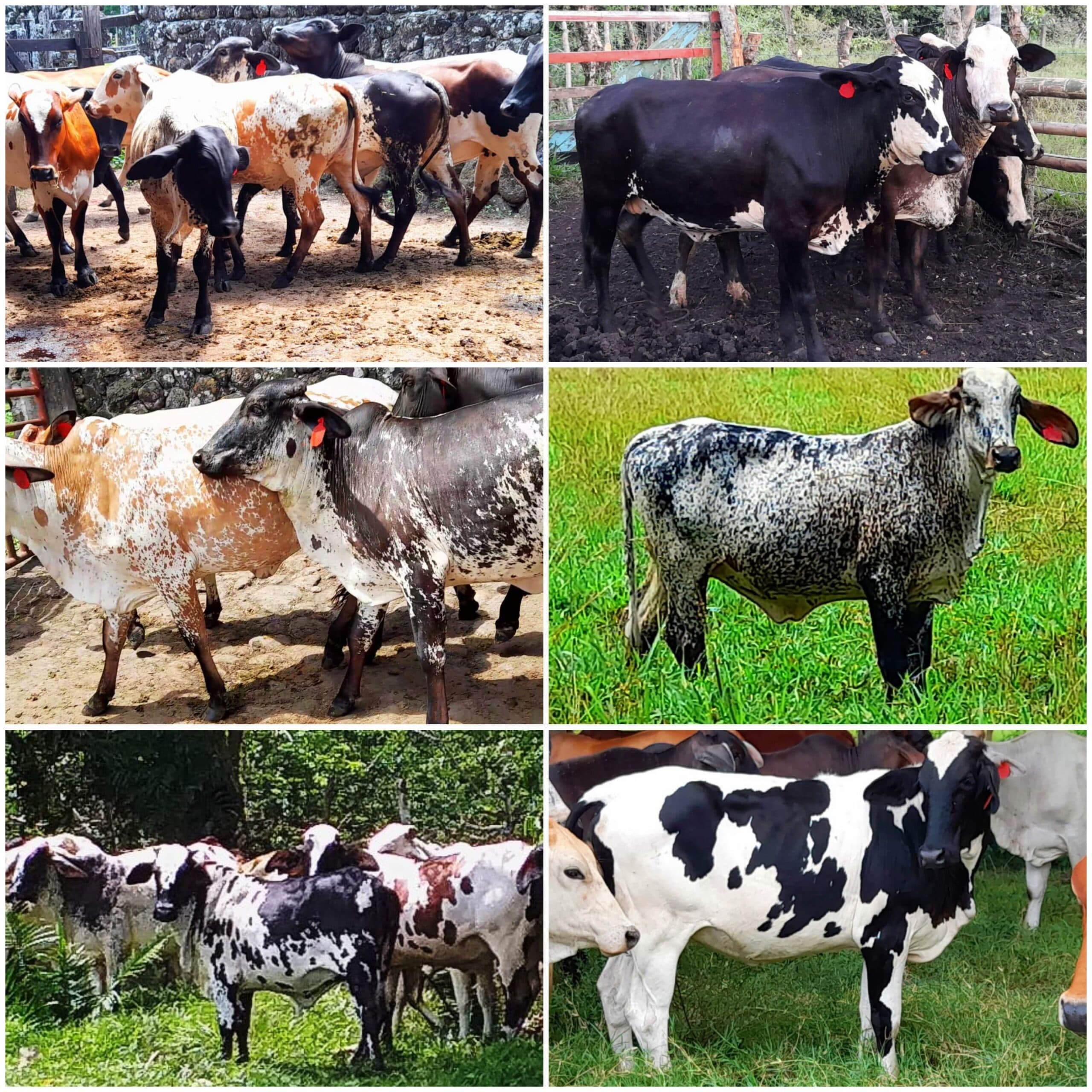 venta de novillas girolandasf1 y 5/8 excelente clase y genetica lechera inf transporte y envios a todo el pais ventas online — 1