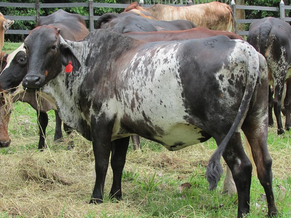 Venta de novillas Girolandas f1 y 5/8 excelente clase — 1