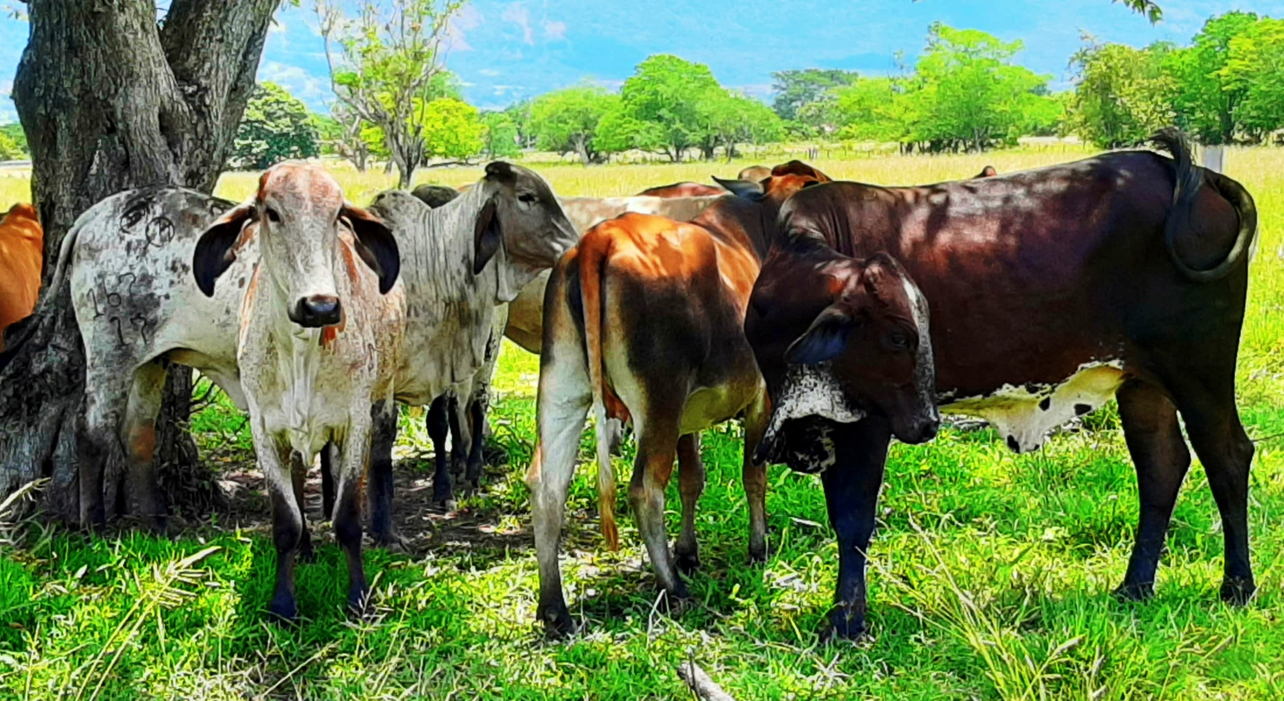 venta de novillas girolandasf1 y 5/8 excelente clase y genetica lechera inf transporte y envios a todo el pais ventas online — 1
