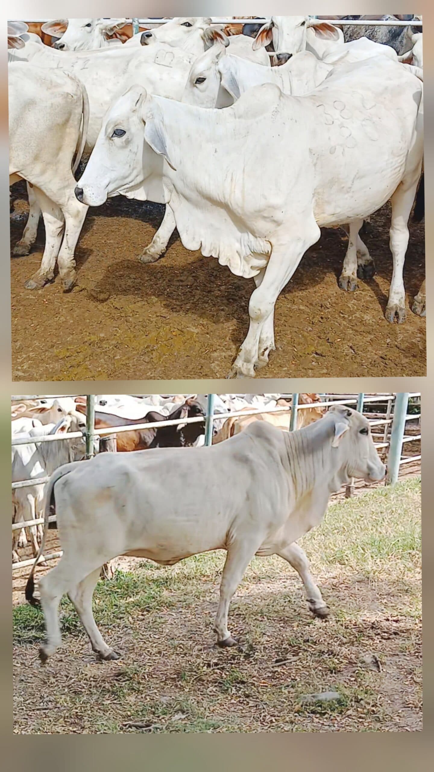NOVILLAS BRAHAMAN BLANCO PIE DE CRIA INF — 1