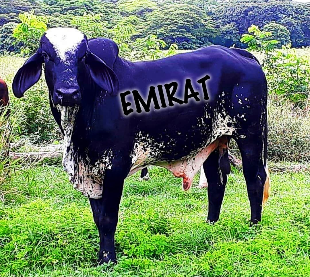 Venta de toros y toretes razas gyr brasil giroland plus holstein trop inf transporte y envios a todo el pais — 1