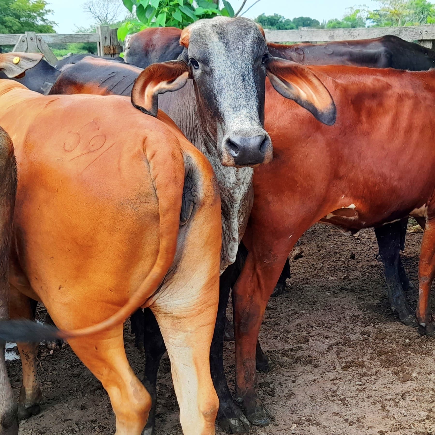Venta de novillas tipo leche inf transporte y envios a todo el pais