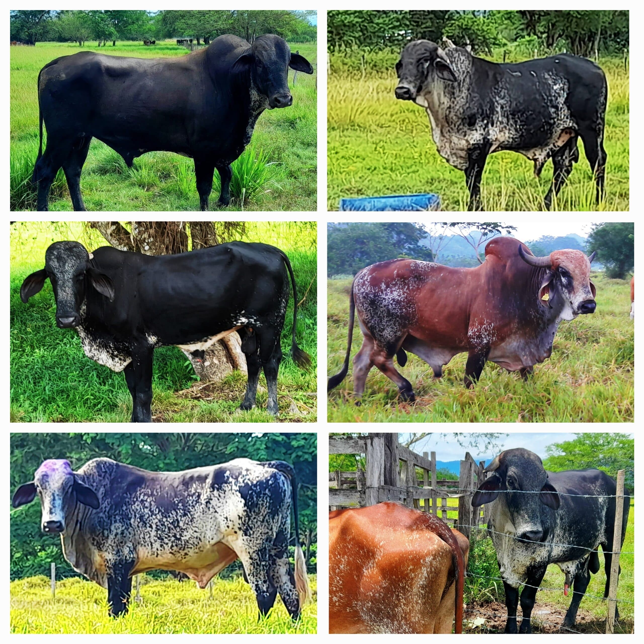Venta de toros y toretes razas gyr brasil giroland plus holstein trop inf transporte y envios a todo el pais — 1