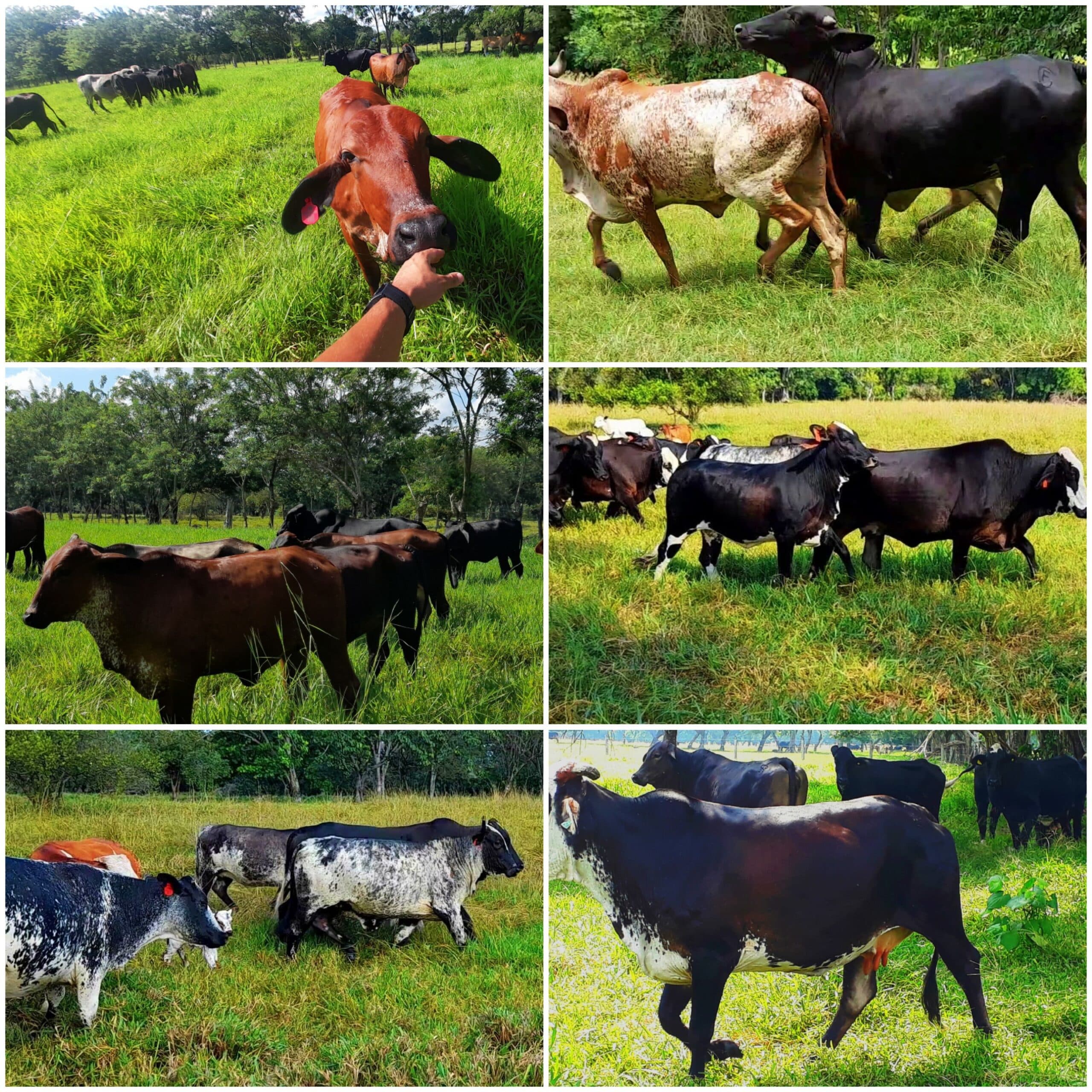 venta de novillas girolandasf1 y 5/8 excelente clase y genetica lechera inf transporte y envios a todo el pais ventas online