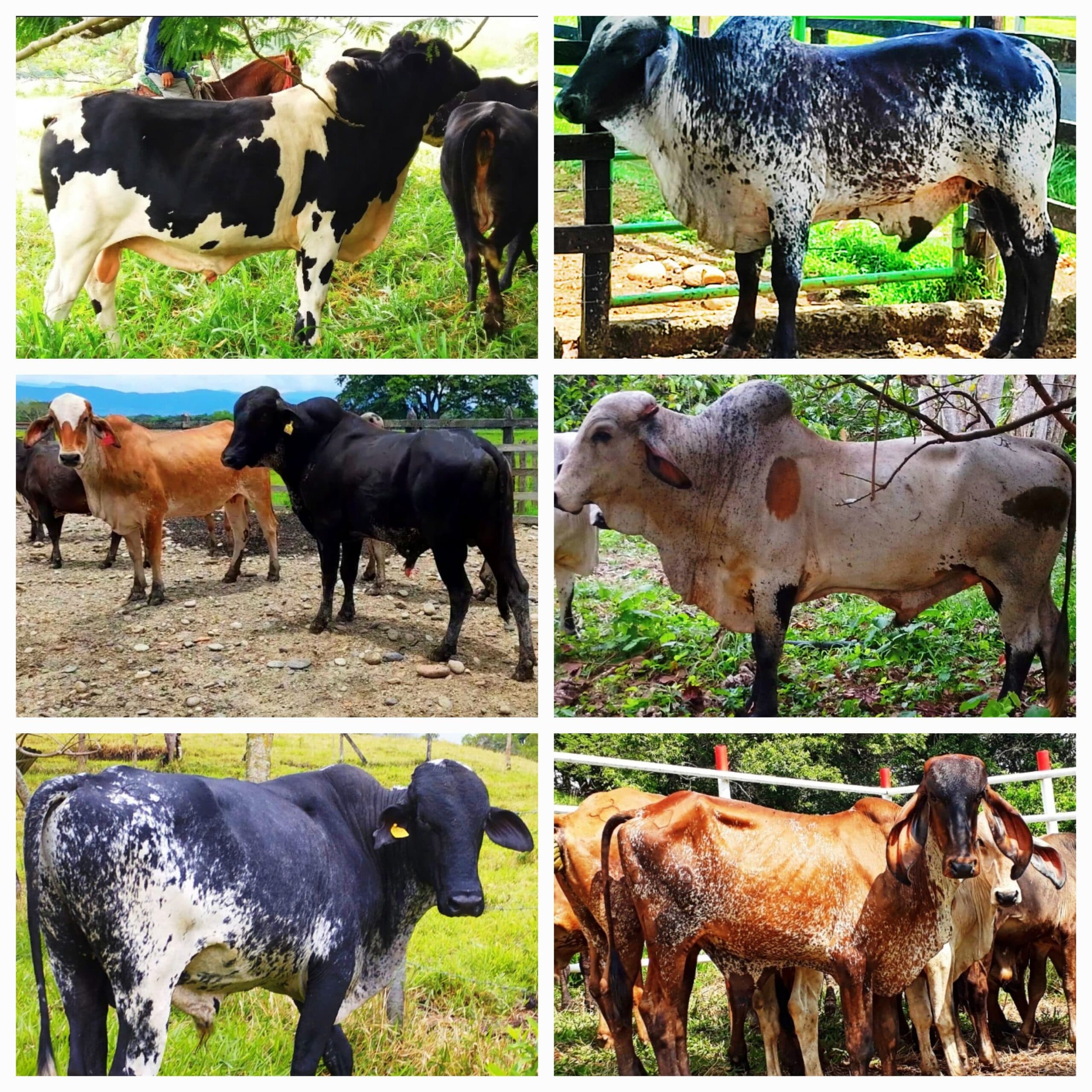 Venta de toros y toretes tipo leche razas gyr brasil giroland plus holstein inf — 1