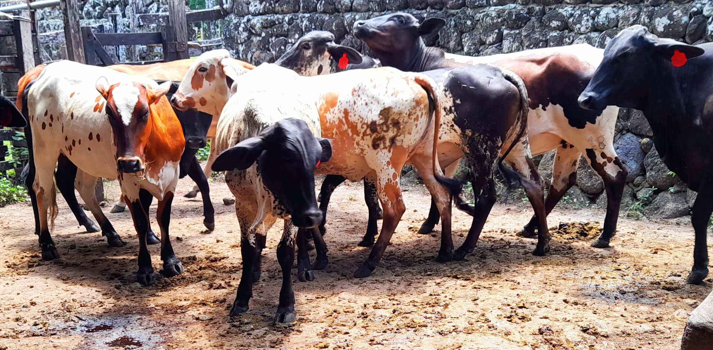 venta de novillas girolandasf1 y 5/8 excelente clase y genetica lechera inf transporte y envios a todo el pais ventas online — 1