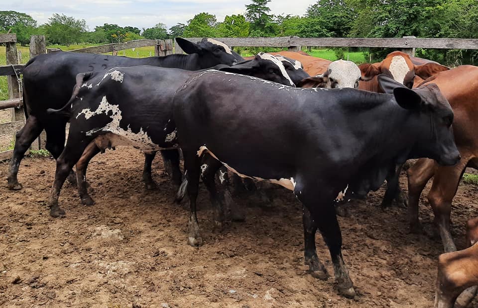 venta de novillas girolandas f1 y 5/8 excelente clase y genetica lechera — 1