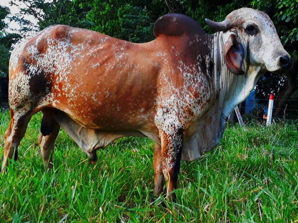 Venta de toros y toretes razas gyr brasil girolndos plus — 1
