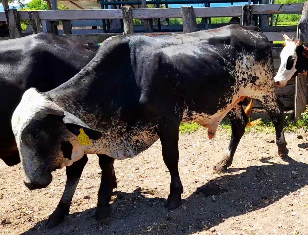 Venta de toros y toretes razas gyr brasil girolndos plus — 1