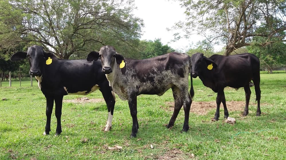 venta de terneras tipo leche pie de cria giroland f1 y 5/8 excelente clase y genetica lechera — 1