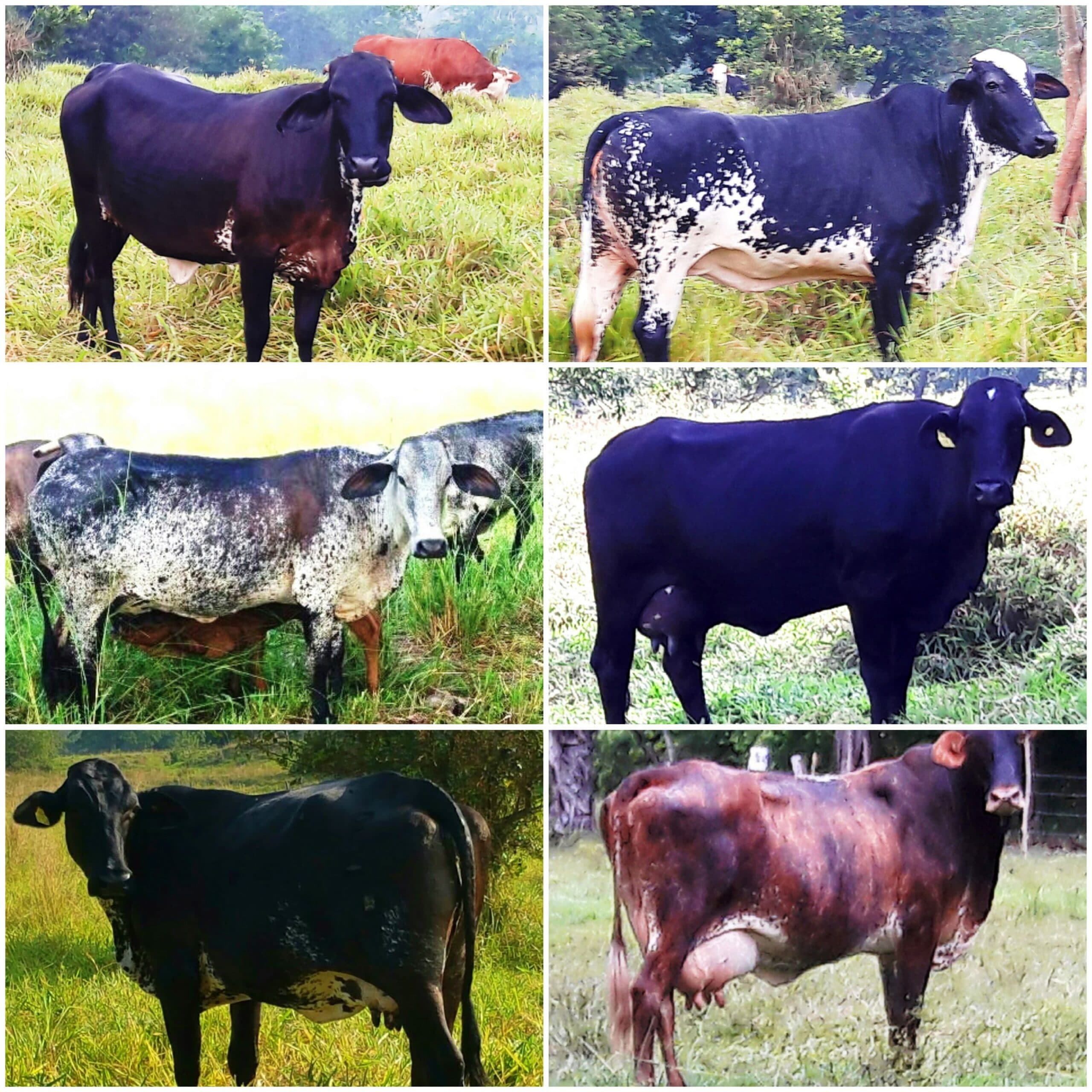 Venta de vacas y novillas girolandasf1 y 5/8 excelente clase y genetica lechera inf transporte y envios a todo el pais ventas online