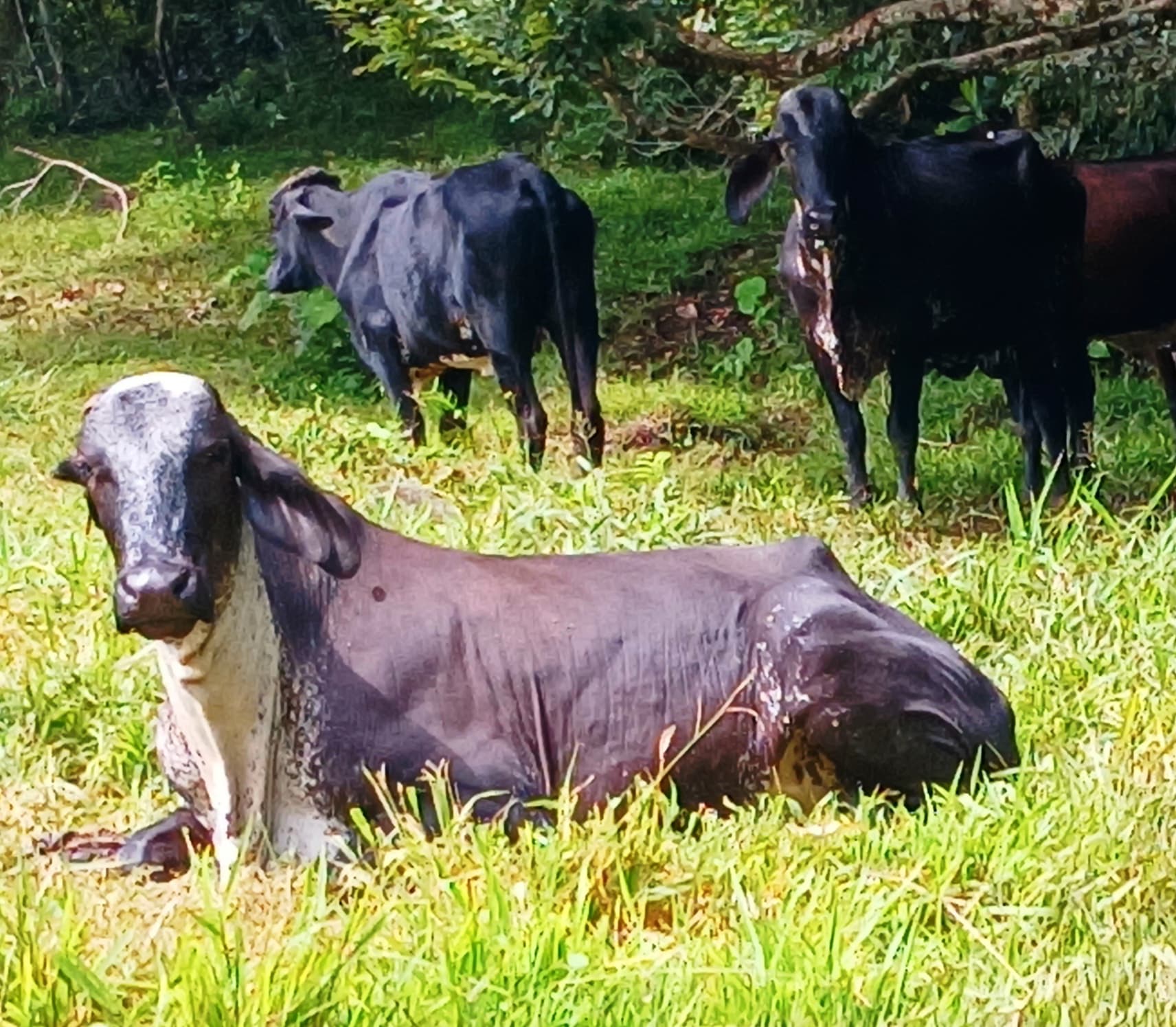 Venta de vacas paridas y proximas giroland — 1