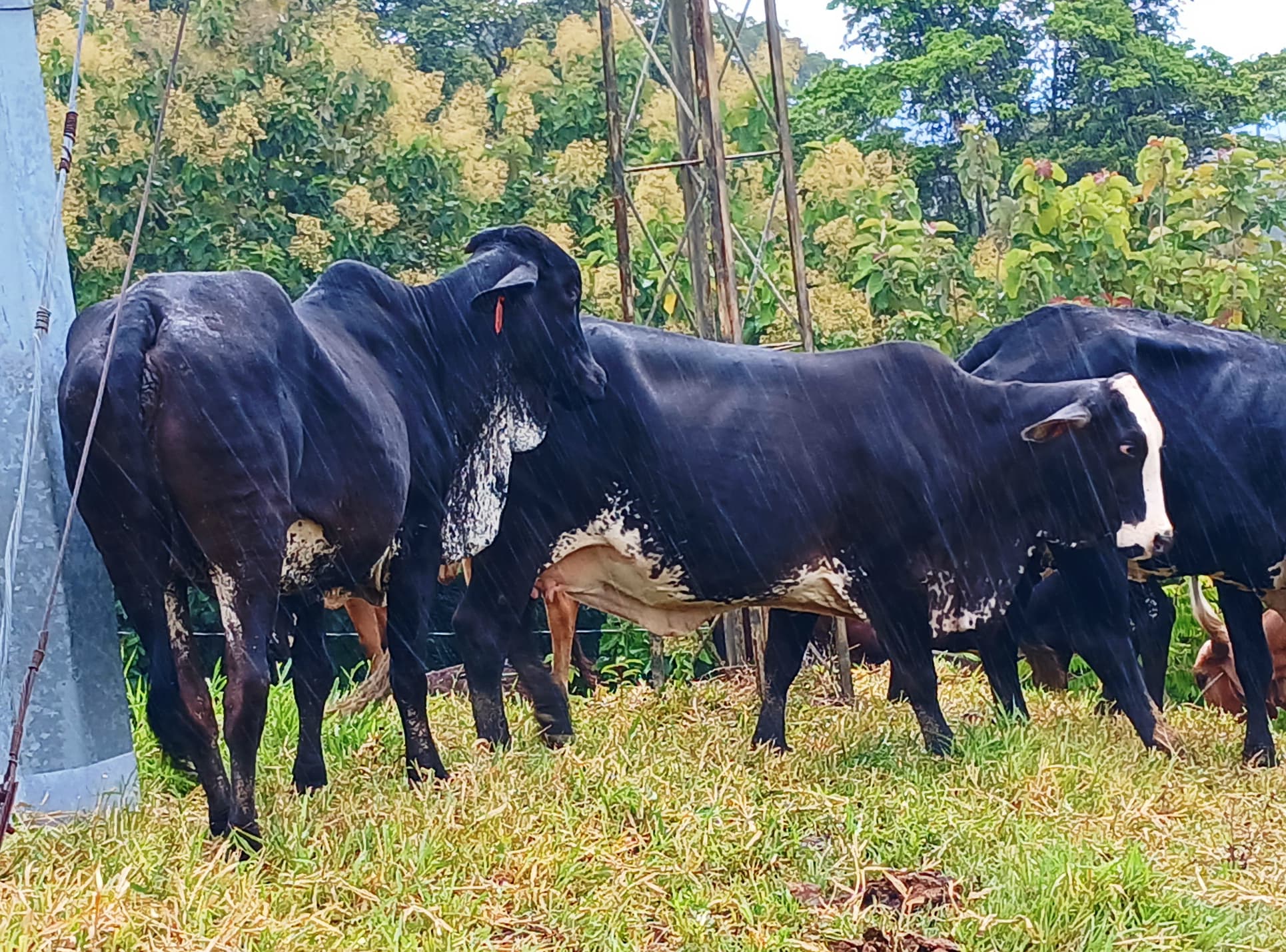 Venta de vacas paridas y proximas girolando — 1