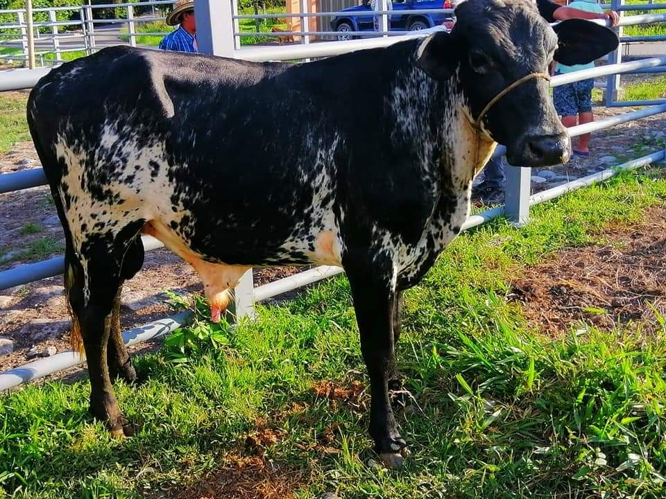 Venta de toros y toretes razas gyr brasil girolndos plus — 1