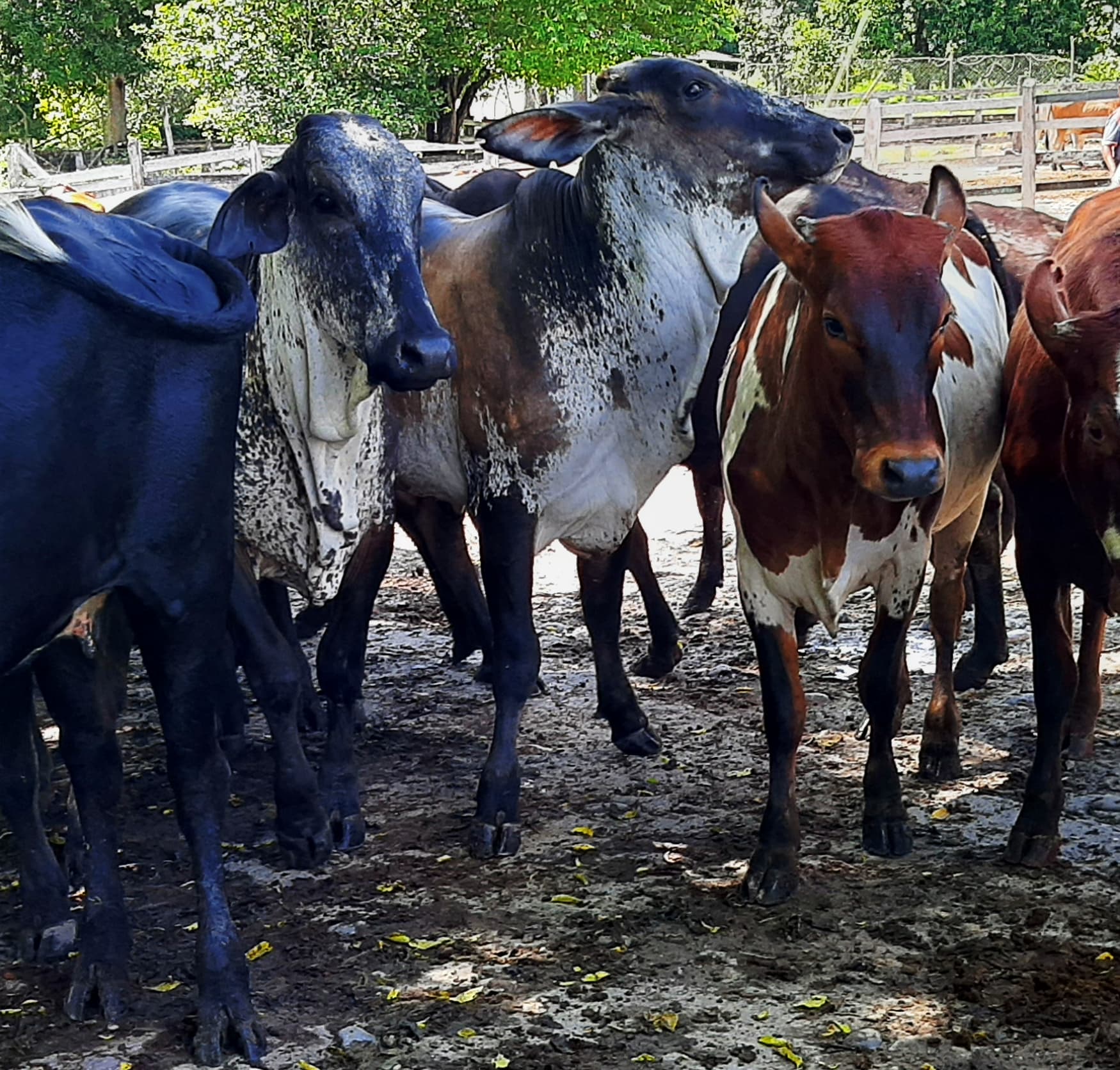 Venta de novillas giroland f1 5/8excelente clase y genetica lechera inf y pedidos al transporte y envios a todo el pais — 1