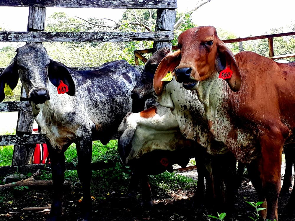 Venta de terneras tipo leche Girolando f1 y 5/8 — 1