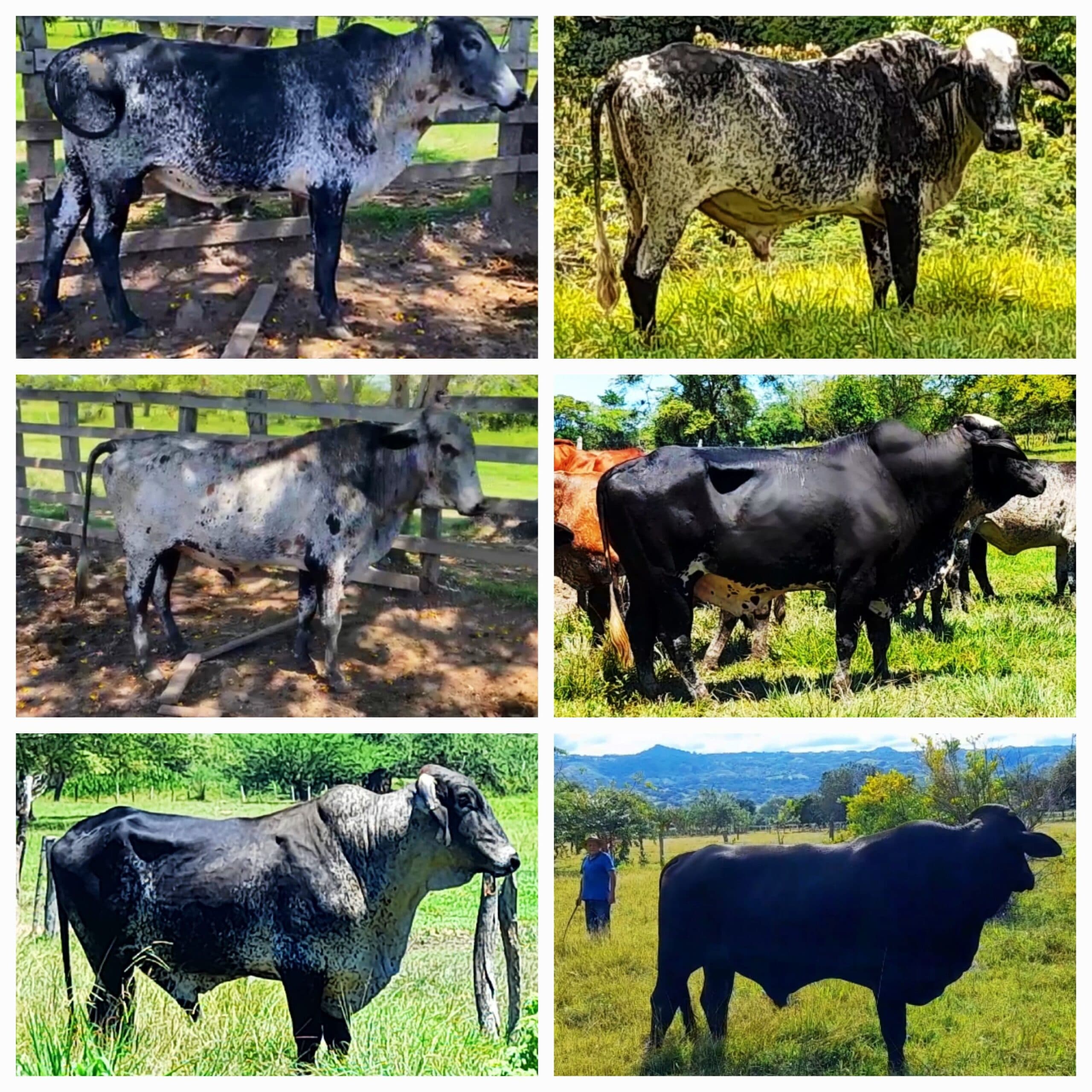Venta de toros y toretes tipo leche razas gyr brasil giroland plus holstein inf — 1