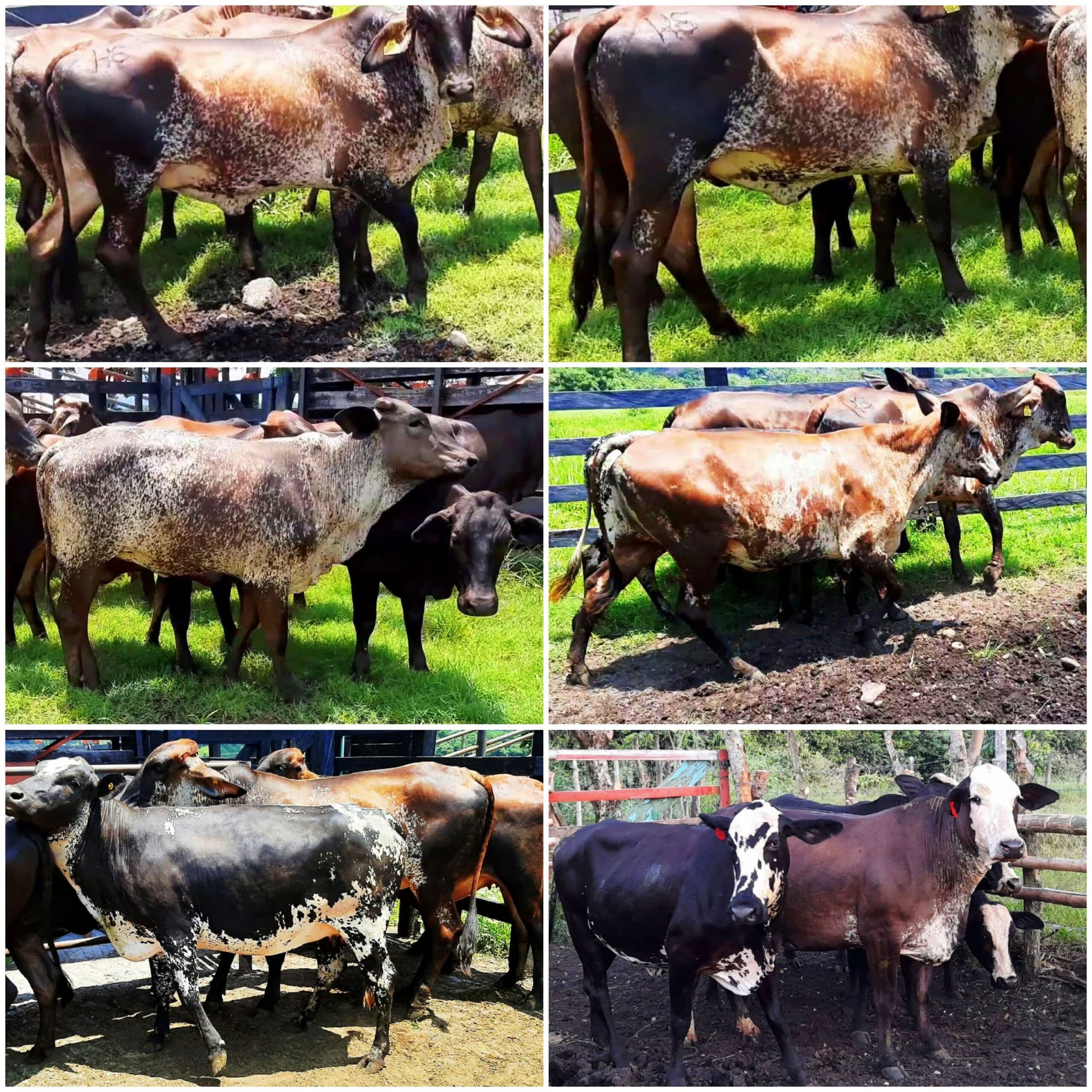 Enta de novillas girolandasf1 y 5/8 excelente clase y genetica lechera inf transporte y envios a todo el pais ventas online