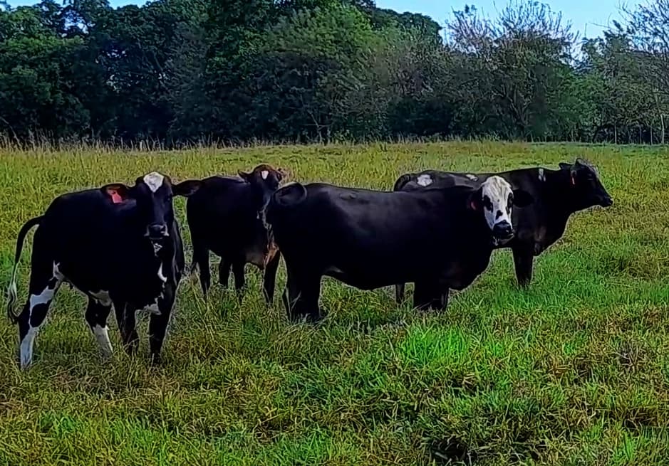 venta de novillas girolandasf1 y 5/8 excelente clase y genetica lechera inf transporte y envios a todo el pais ventas online — 1